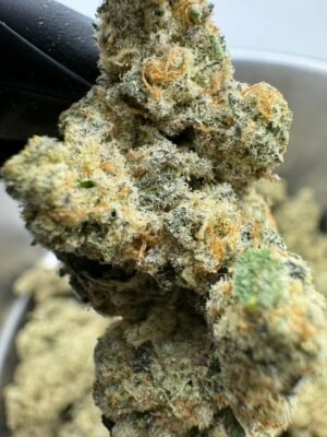 Autumn sunset x blueberry mac strain is not a strain—it’s an onslaught of flavor and fire, a beast born from twilight skies and cosmic fruit storms.