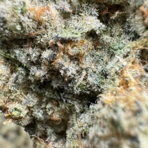 Autumn sunset x blueberry mac strain is not a strain—it’s an onslaught of flavor and fire, a beast born from twilight skies and cosmic fruit storms.