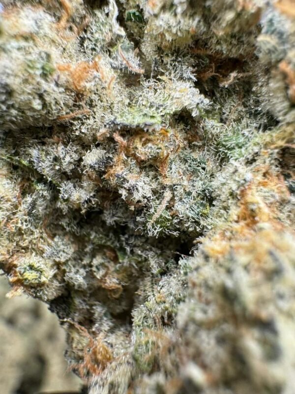 Autumn sunset x blueberry mac strain is not a strain—it’s an onslaught of flavor and fire, a beast born from twilight skies and cosmic fruit storms.